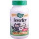 Feverfew 小白菊 