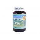 Wheat Grass 小麥草 Pines International